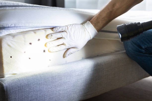 Best Ant Control Services  in Fort Benton, MT